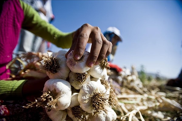 Gaziantep’in bereketli topraklarında yetişen ve son yıllarda adından sıkça söz ettiren Araban Sarımsağı ise büyük bir başarı göstererek listenin 5. sırasında yer aldı.