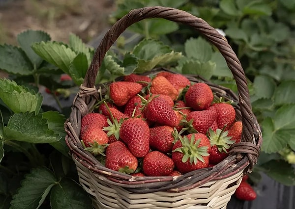 Emiralem çileği, lezzeti ve uzun raf ömrüyle iç pazarda yoğun talep görüyor.
