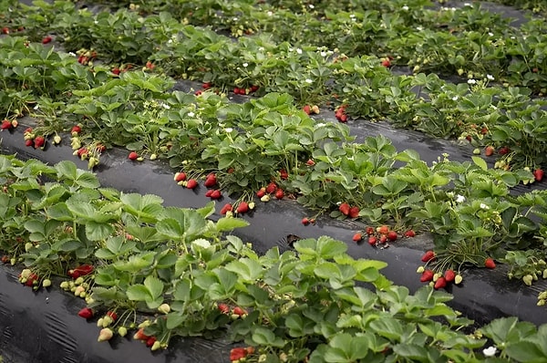 Tek tek ve özenle toplanıyor.