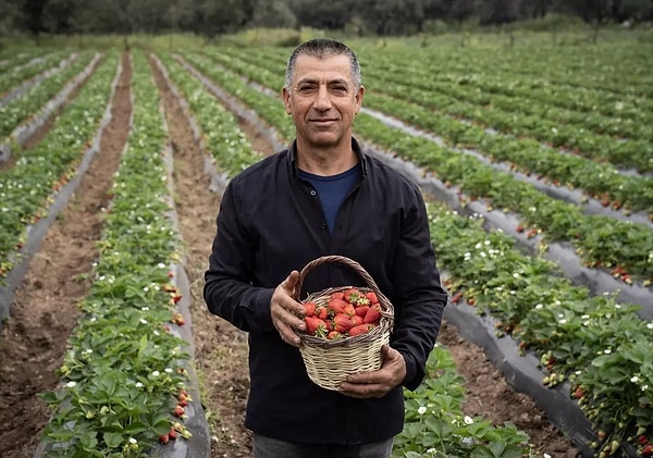 Çilekten 500 milyon lira üzerinde bir gelir elde ediliyor.