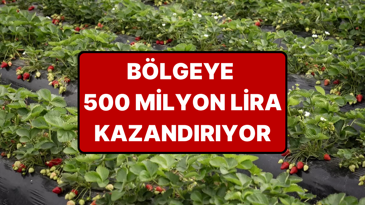Hasadı 15 Gün Gecikti ama Verimi Arttı: Bölgeye 500 Milyon Lira Kazanç Sağlıyor