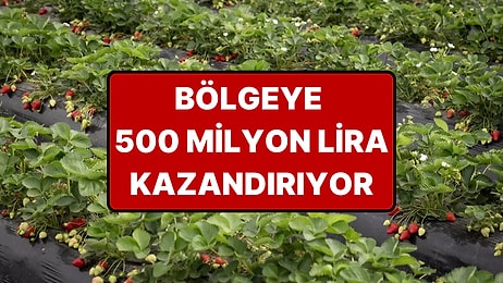 Hasadı 15 Gün Gecikti ama Verimi Arttı: Bölgeye 500 Milyon Lira Kazanç Sağlıyor