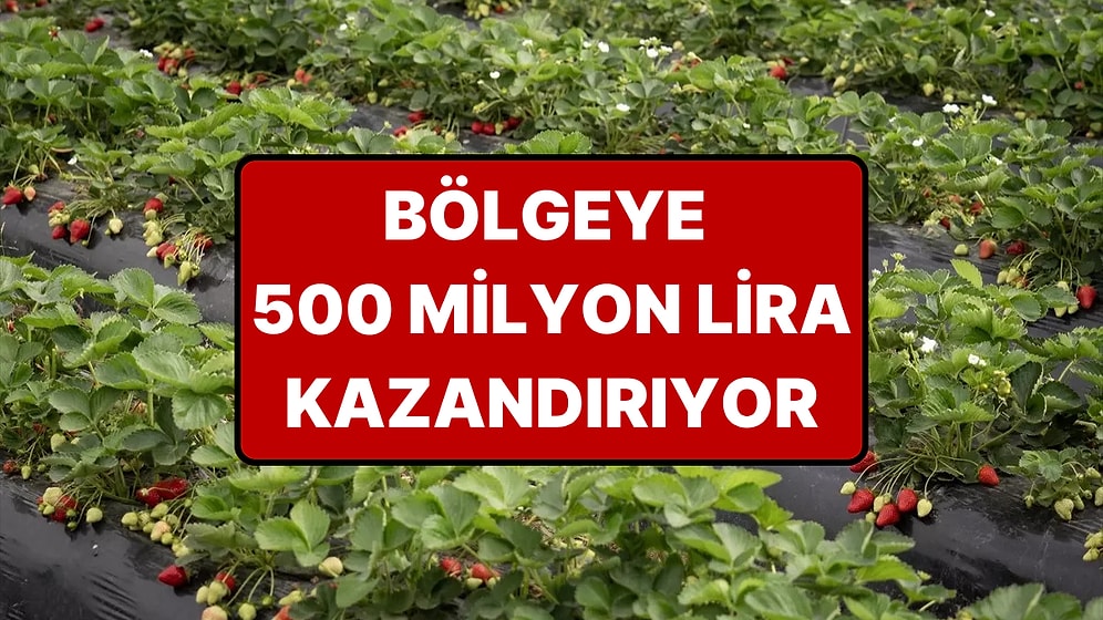Hasadı 15 Gün Gecikti ama Verimi Arttı: Bölgeye 500 Milyon Lira Kazanç Sağlıyor