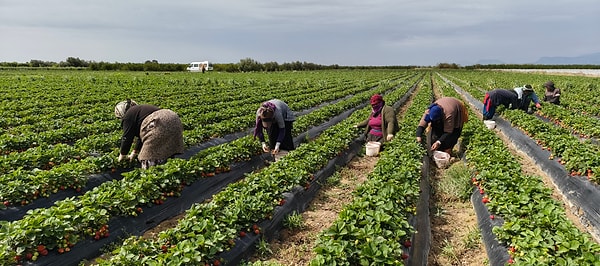 Atayurt Hal Derneği Başkanı İbrahim Kaynar'ın paylaştığı bilgilere göre, çileğin piyasası bu yıl üreticinin yüzünü güldürüyor: