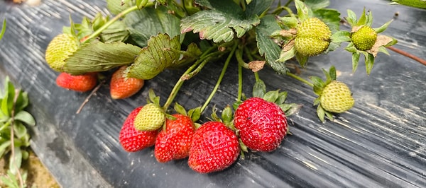Silifke genelinde bu yıl toplam 20 bin dönüm alanda üretim yapıldığını vurgulayan Kaynar, sezon boyunca yaklaşık 60 bin ton ürün beklediklerini ifade etti.