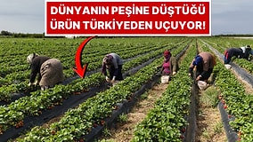 Sadece Mersin’de Yetişiyor, Uçaklarla Dünyaya Dağıtılıyor: Kilosu 75 Lira