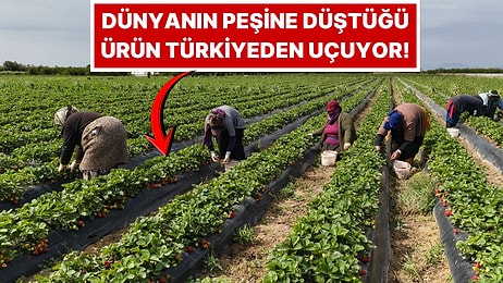 Sadece Mersin’de Yetişiyor, Uçaklarla Dünyaya Dağıtılıyor: Kilosu 75 Lira