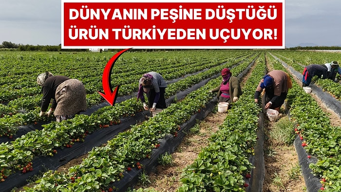 Sadece Mersin’de Yetişiyor, Uçaklarla Dünyaya Dağıtılıyor: Kilosu 75 Lira