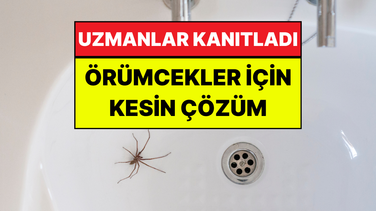 Evdeki Örümceklerden Kurtulmanın En Pratik Yolları: Bilim İnsanları Öneriyor!