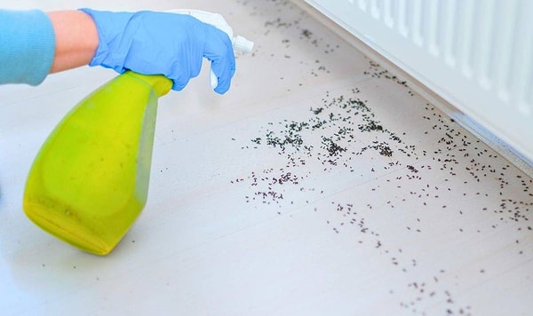 Karınca ve sineklerin en sevmediği koku meğer sirkeymiş