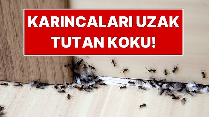 Karınca ve Sinekleri Evden Anında Kaçıran Doğal Yöntem