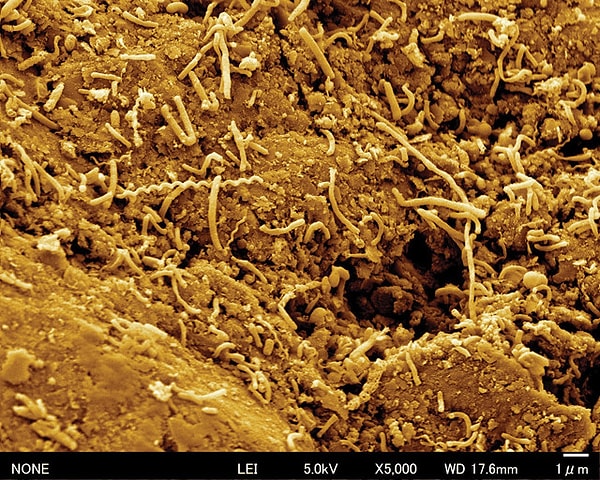 Mikroorganizmaların yeniden aktifleşme süreci milyonlarca yıla yayılıyor