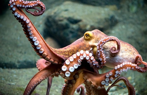 Mavi Kan ve Bakırın Gücü