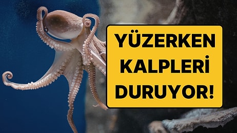Ahtapotların Kalbi Yüzerken Neden Durur?