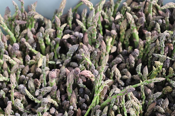 İzmir, yüksek katma değerli ürünler listesinde üst sıralarda yer alan kuşkonmaz üretiminde vites yükseltiyor.