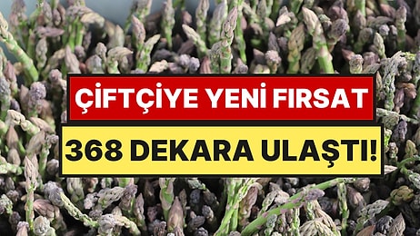 Hasat 3 Ay, Geliri 15 Yıl Sürüyor: Türkiye’de Talebe Yetişilemiyor