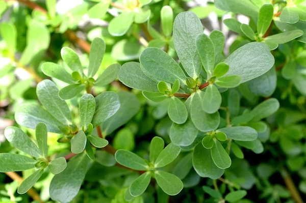 Shall we seize the moment to learn about the benefits of purslane?