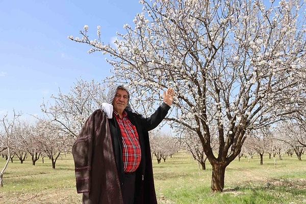 Üretim Alanlarının Genişlemesiyle Birlikte Şanlıurfa Badem Yetiştiriciliğinde Türkiye İkinciliğine Yerleşti