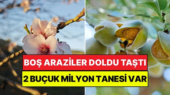 Boş Araziler Doldu Taştı: Üretimi Her Geçen Gün Artarak Başka Şehirlerle Yarışıyor