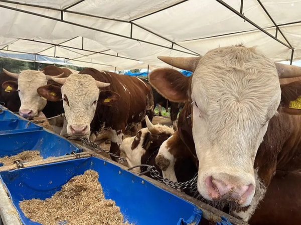 Kurban Bayramı'na sayılı günler kaldı.