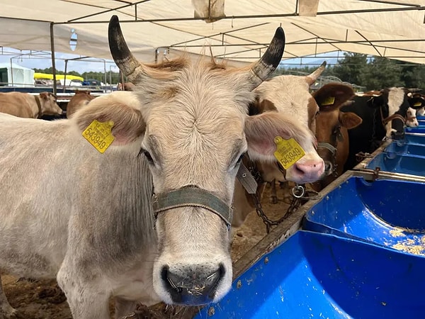 Erzurum'dan gelen Çetin Kaysal da büyükbaş kurbanlıklarda 150 bin liradan 400 bin liraya kadar seçenek sunduklarını kaydetti.