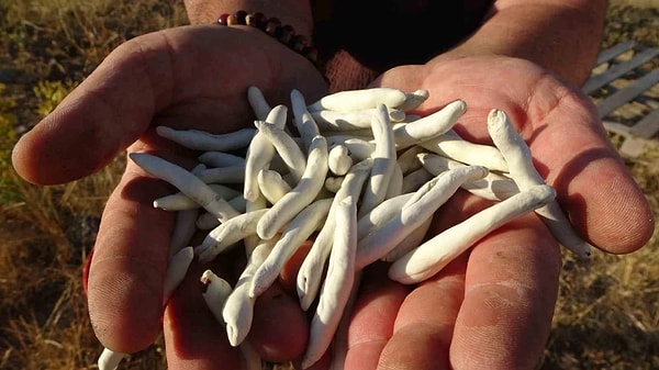 Doğal Yayılım Alanları Bölgesel Kalkınmanın Merkezini Oluşturuyor