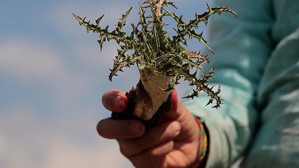 Geleneksel Şifa Kaynağı Modern Sanayi Ve Gastronomiyle Buluşuyor
