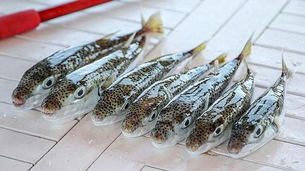 Akdeniz ve Ege’de hızla yayılan istilacı balon balığına karşı yürütülen mücadelede dikkat çekici bir tablo ortaya çıktı.