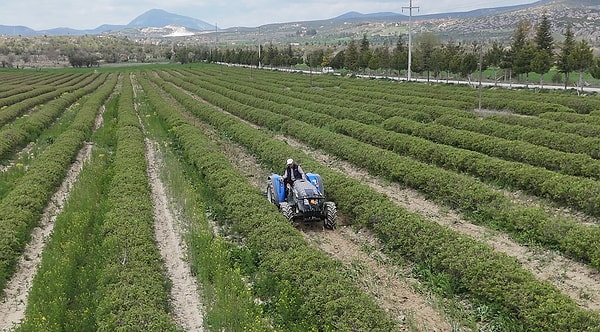Dünya gül yağı üretiminin merkezi Isparta’da, üreticiler bu yıl don riskiyle karşılaşmamanın sevincini yaşıyor.