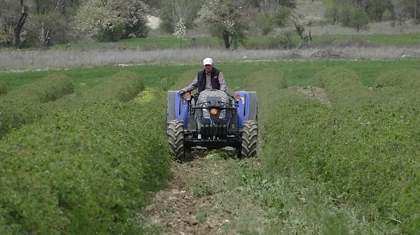 Isparta gülünün en büyük özelliği hassasiyeti.