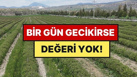 Aynı Gün Toplanmazsa Çöp Oluyor: Bir Dönümden 300 Kilo Çıkıyor, Şampuanın Ana Maddesi