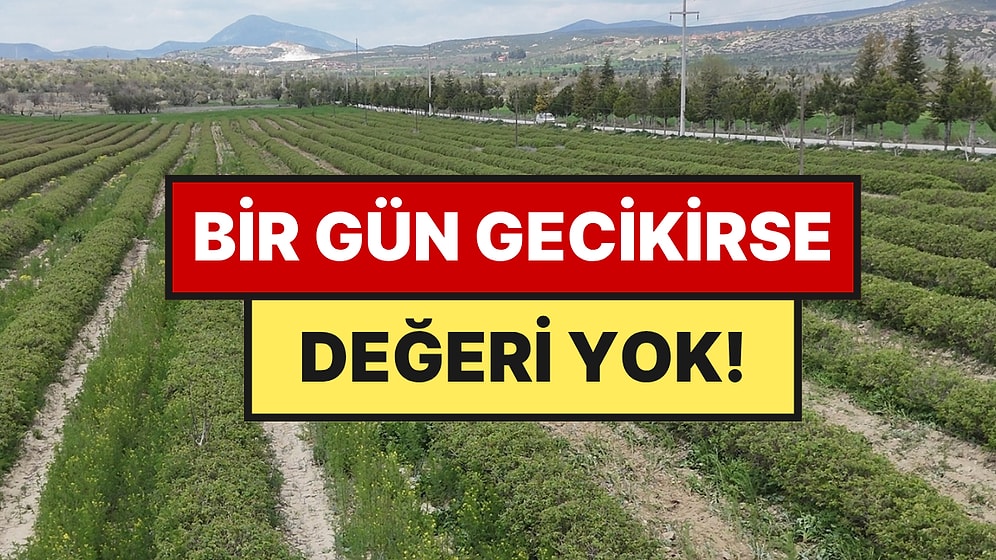 Aynı Gün Toplanmazsa Çöp Oluyor: Bir Dönümden 300 Kilo Çıkıyor, Şampuanın Ana Maddesi