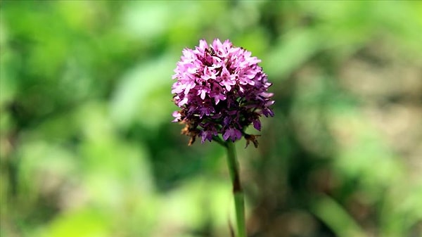 Nesli tehlike altında olan türleri korumak amacıyla uygulanan yaptırımlar, 2026 yılında rekor seviyeye ulaştı.
