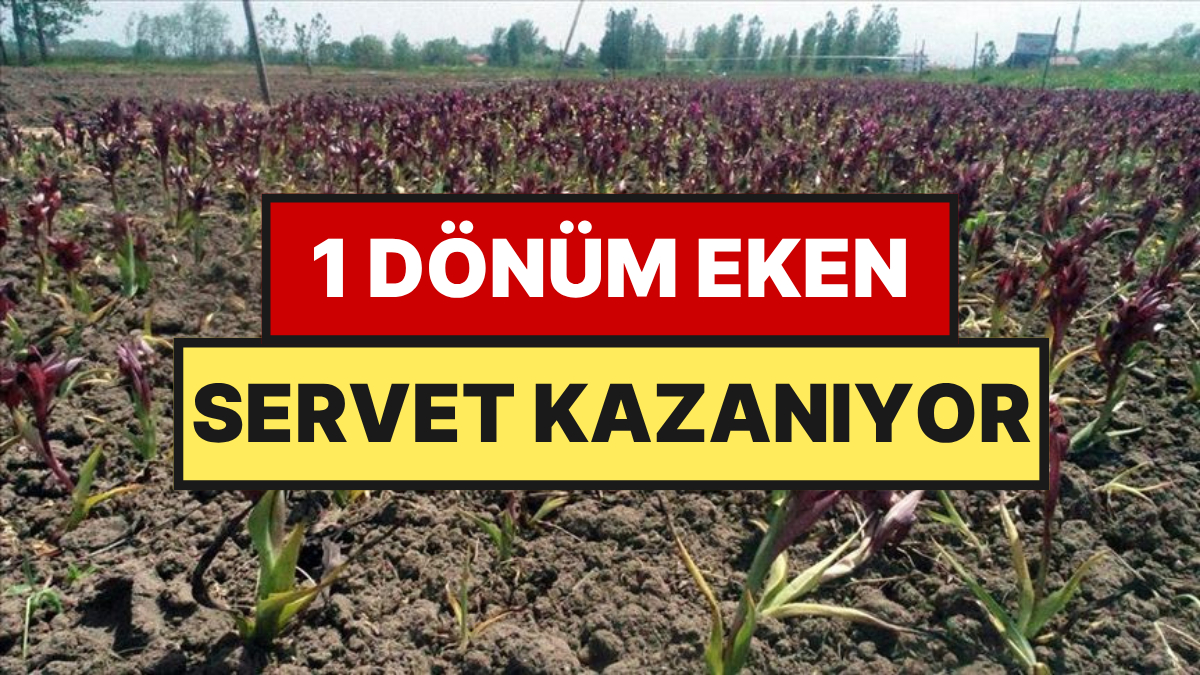 Koparana 699 Bin TL Ceza Var Ama Ekenler Paraya Para Demiyor