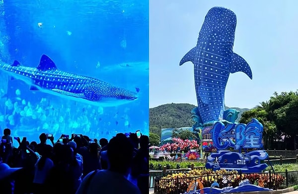 Akvaryum deneyimini tema parkıyla birleştirdiler