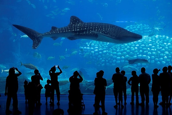 Dev tankın önünde duranlar kendini okyanusun içinde hissediyor