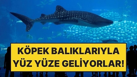48 Milyon Litrelik Dev Okyanusta Köpek Balıklarıyla Yüz Yüze Geliyorlar