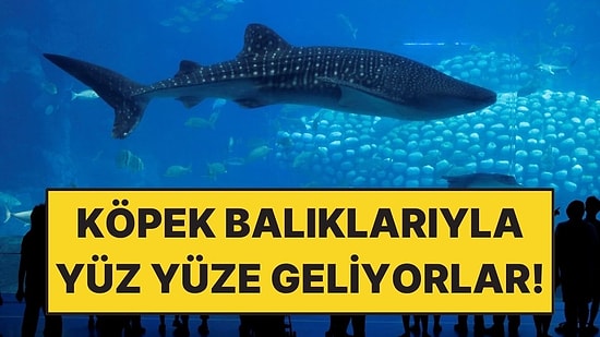 48 Milyon Litrelik Dev Okyanusta Köpek Balıklarıyla Yüz Yüze Geliyorlar