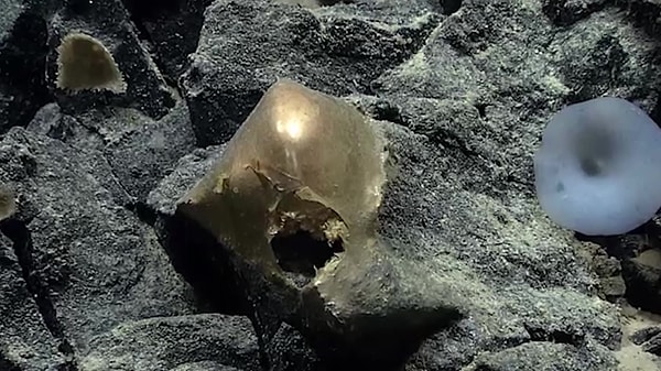 Alaska Körfezi’nin derinliklerinde yürütülen saha çalışmaları sonucunda gizemli nesneye dair ilk somut veriler elde edildi