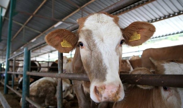 Kurallar belirlendi.