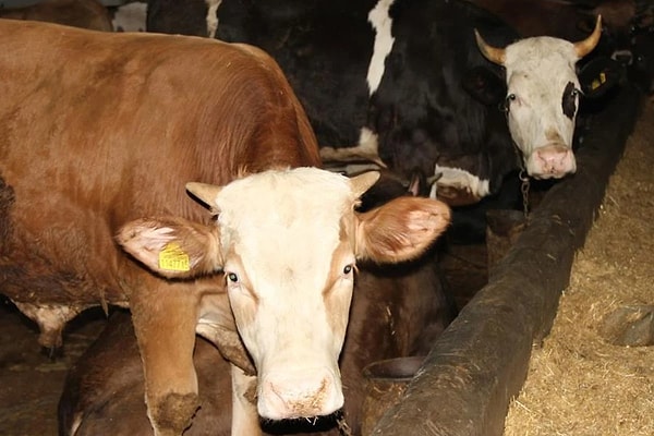 Kazaları önlemek için tedbirler var.