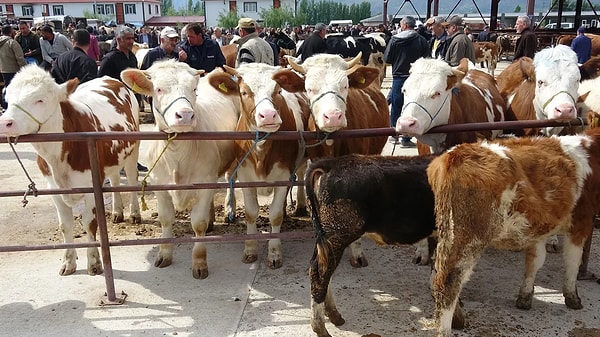 Belirlenen nokta haricinde kesim yasak.