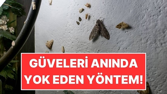 Evdeki Güvelerden Kurtulmanın En Etkili Yolu Ortaya Çıktı