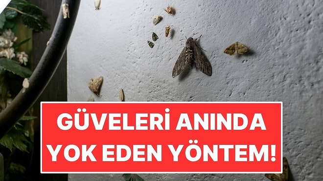 Evdeki Güvelerden Kurtulmanın En Etkili Yolu Ortaya Çıktı