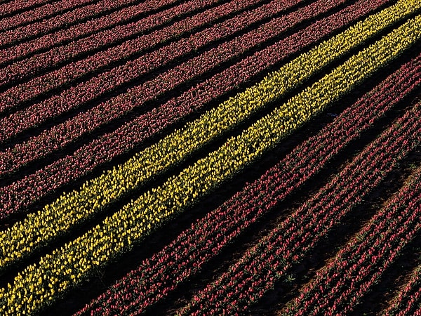 Gördüğünüz lale bahçesi Hollanda'da değil, Türkiye'de.