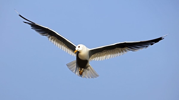 Çalışma kapsamında Kuzey Amerika’nın farklı iklim bölgelerinde yaşayan beş kuş türü incelendi.