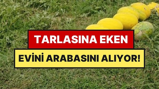 3 Aylık Hasattan Servet Topladılar: Tarlasına Eken Ev, Araba Parasını Çıkarıyor