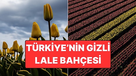 Görenler Hollanda Zannediyor Ama Burası Türkiye'de! Uçsuz Bucaksız Lale Bahçesine Ziyaretçi Akını