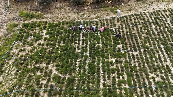 Hatay’ın Altınözü ilçesinde baharın gelişiyle birlikte zahter hasadı başladı.