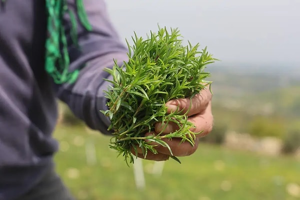 Üreticiler zahteri artık daha temiz ve hızlı olması nedeniyle makasla topluyor.